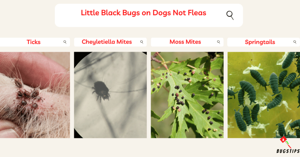 Little Black Bugs on Dogs Not Fleas