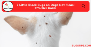 7 Little Black Bugs on Dogs Not Fleas! Effective Guide - BugsTips