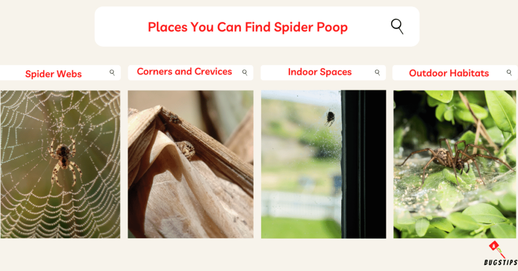 Places You Can Find Spider Poop