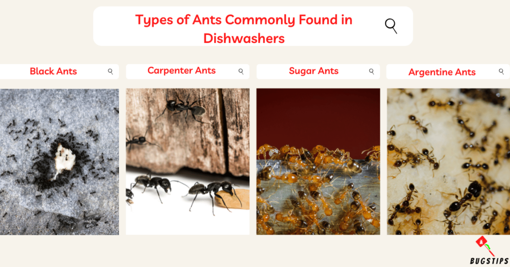Types of Ants Commonly Found in Dishwashers
