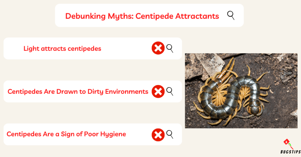 What Attracts Centipedes? Debunking Myths: Centipede Attractants