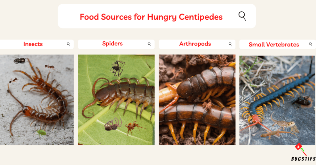 What Attracts Centipedes? Food Sources for Hungry Centipedes
