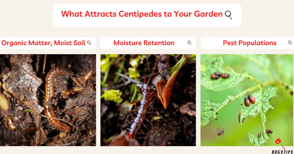 What Attracts Centipedes to Your Garden