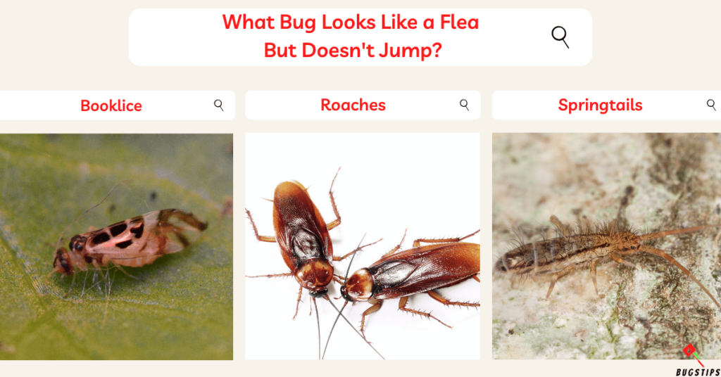 What Bug Looks Like a Flea 
But Doesn't Jump?