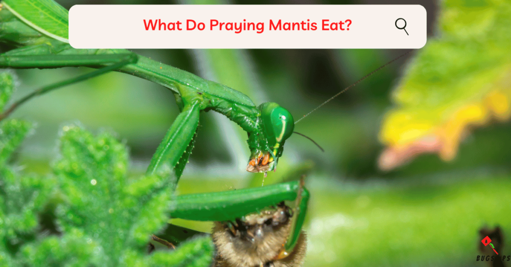 What Do Praying Mantis Eat?