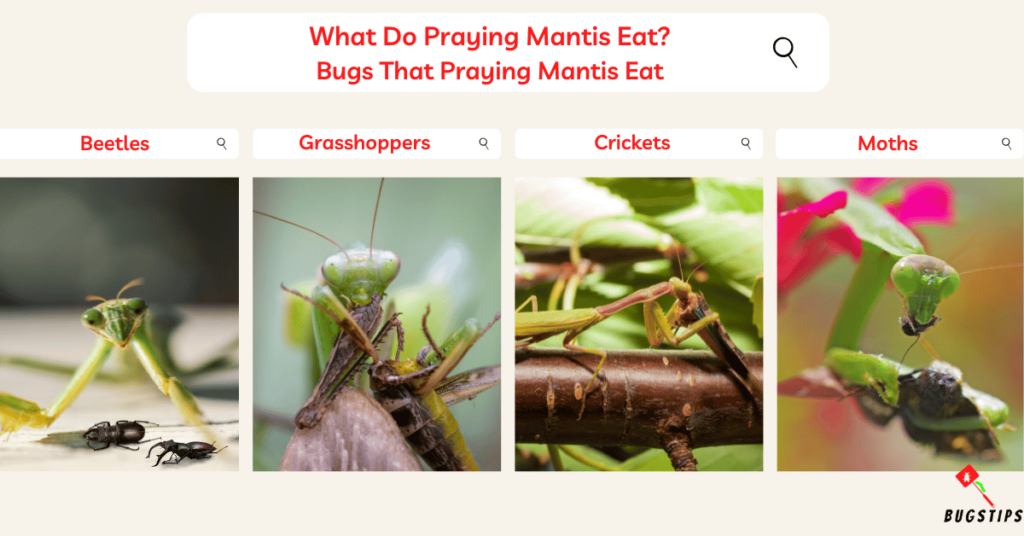 What Do Praying Mantis Eat? Bugs That Praying Mantis Eat