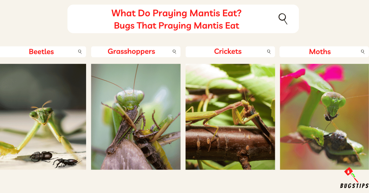 What Do Praying Mantis Eat? A Detailed Guide BugsTips