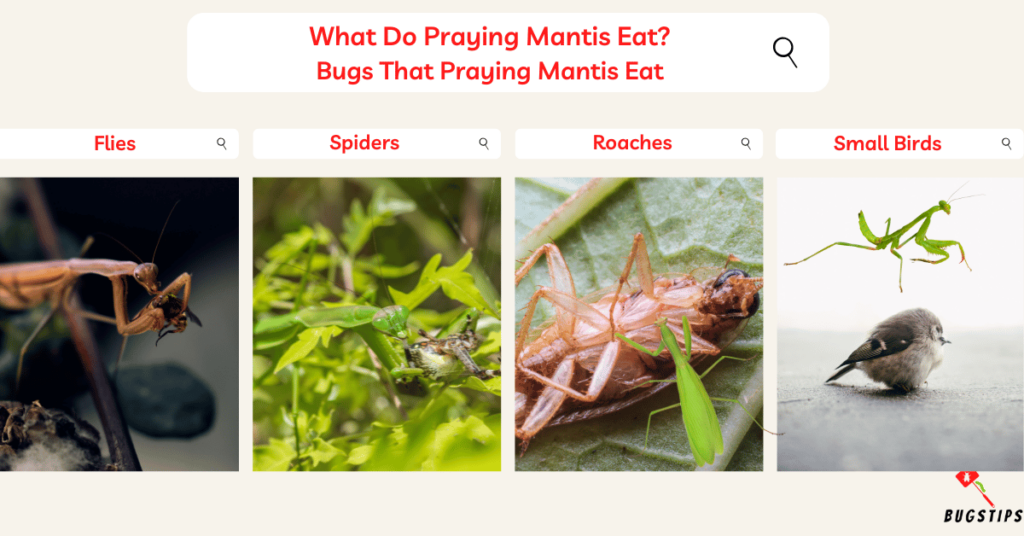 What Do Praying Mantis Eat?
Bugs That Praying Mantis Eat