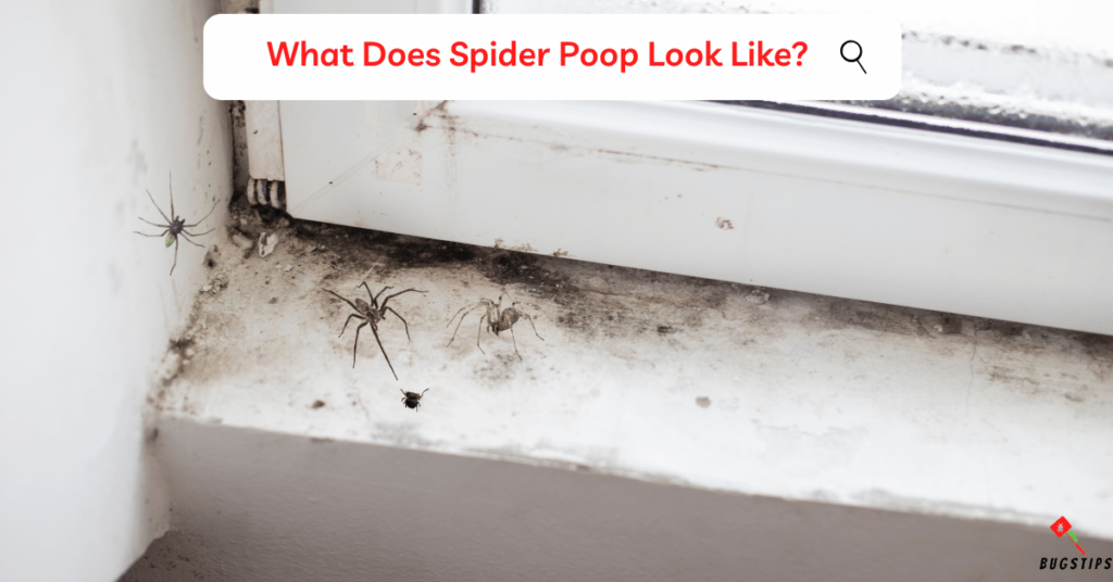 What Does Spider Poop Look Like