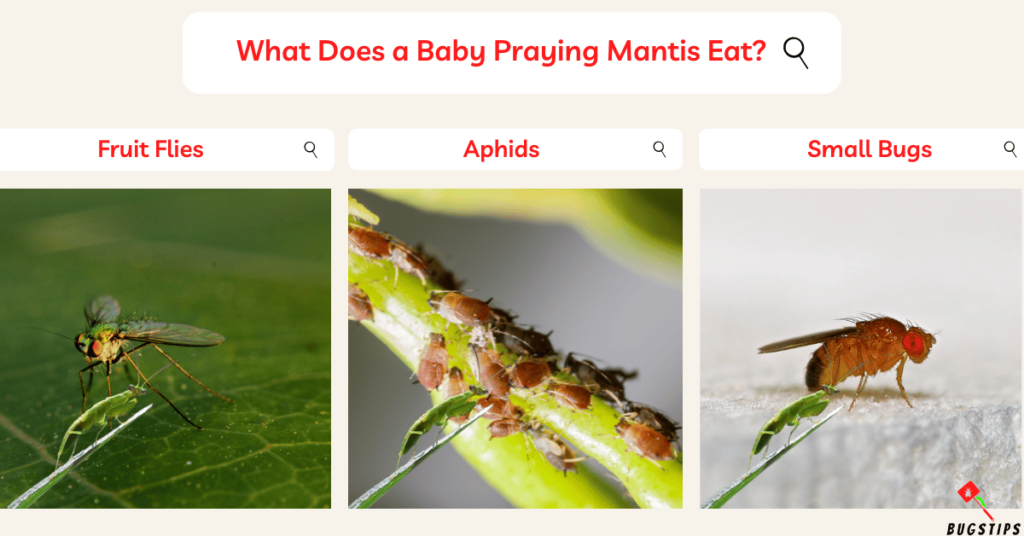What Does a Baby Praying Mantis Eat?
