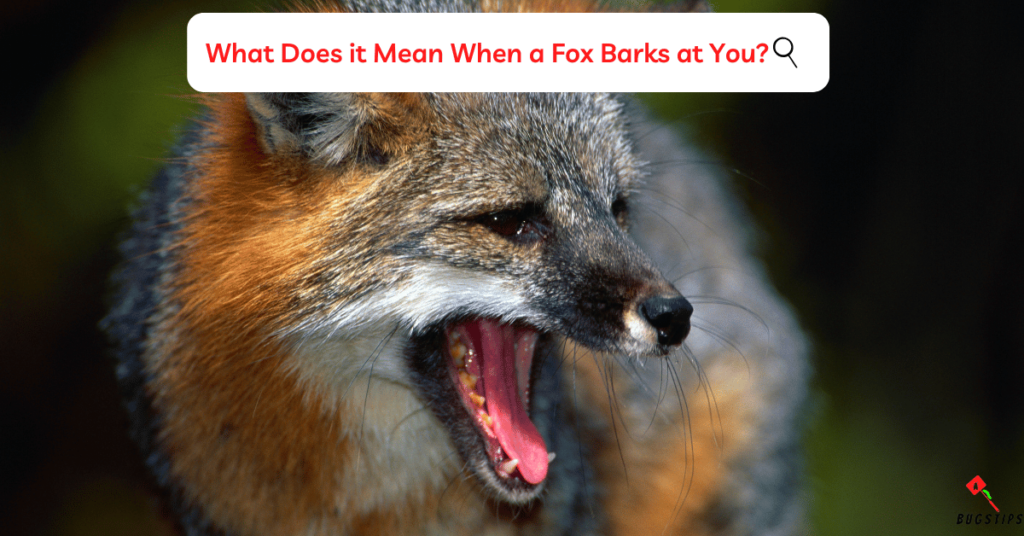 Fox sounds: What Does it Mean When a Fox Barks at You?