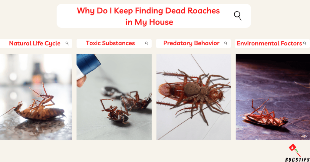 Why Do I Keep Finding Dead Roaches
 in My House