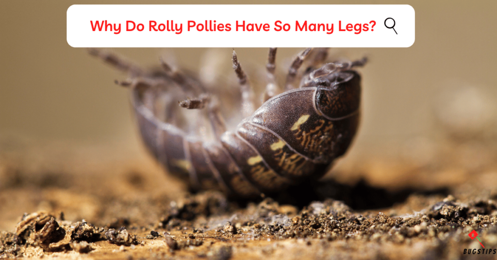 Why Do Rolly Pollies Have So Many Legs?