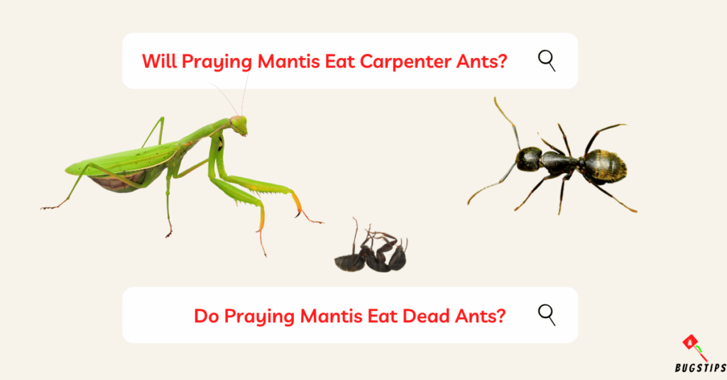Will Praying Mantis Eat Carpenter Ants? ,Do Praying Mantis Eat Dead Ants?