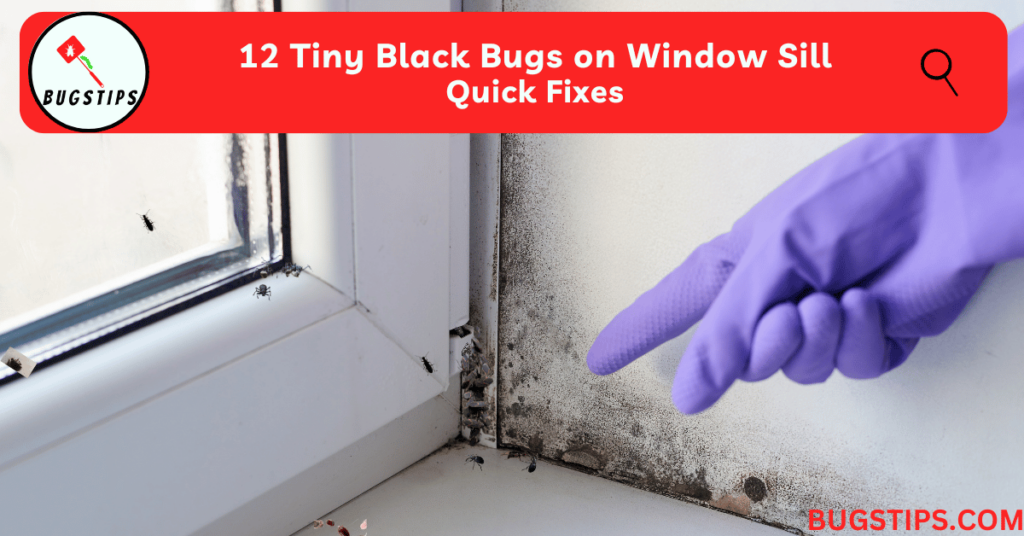 12 Tiny Black Bugs on Window Sill | Quick Fixes