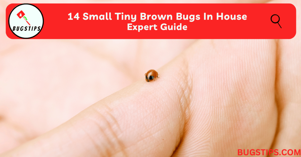 14 Small Tiny Brown Bugs In House | Expert Guide