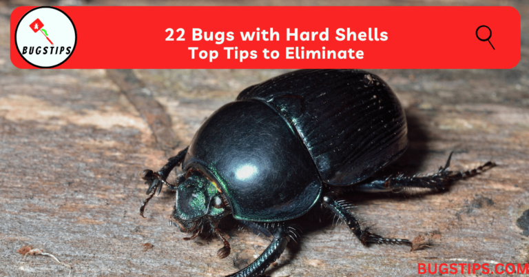 22 Bugs with Hard Shells | Top Tips to Eliminate - BugsTips