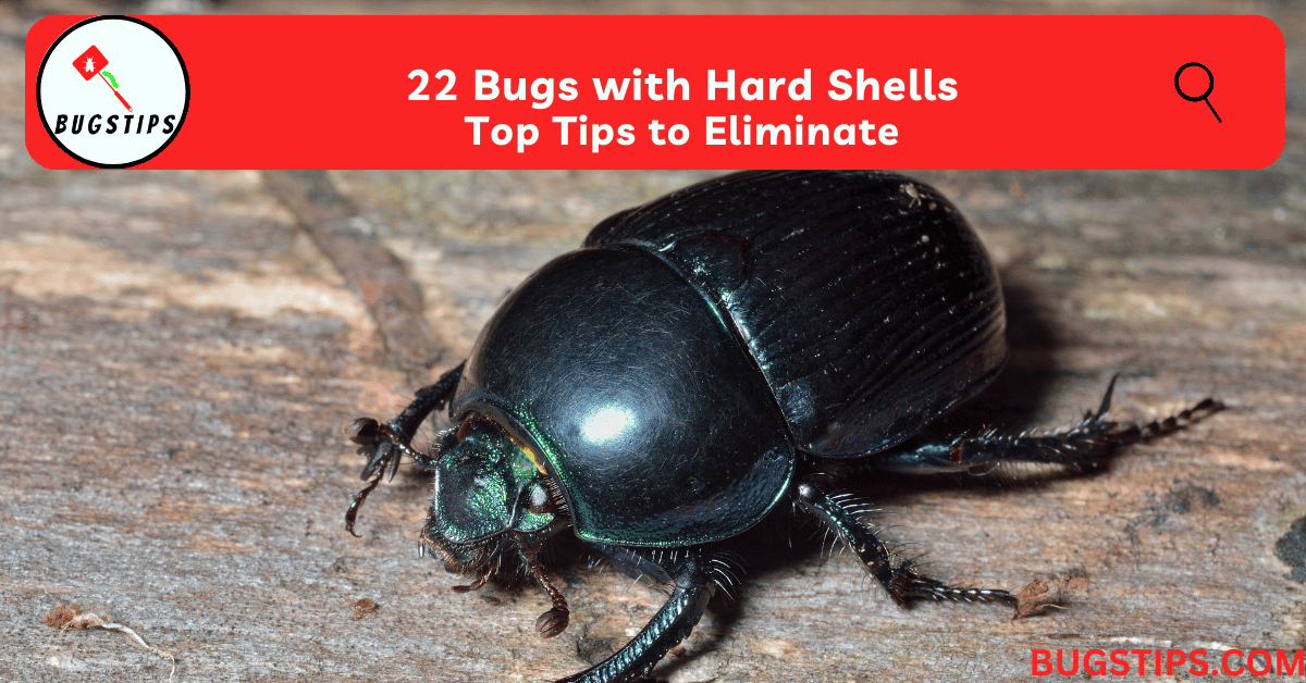 22 Bugs with Hard Shells