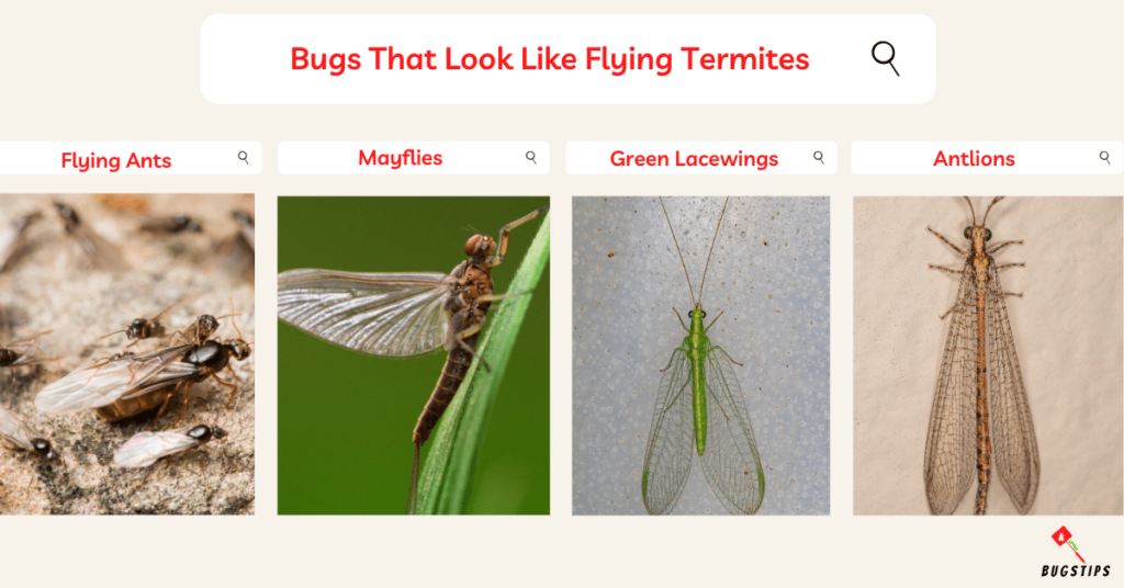 Bugs That Look Like Flying Termites 