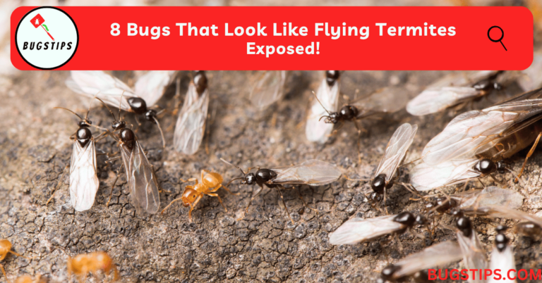 8 Bugs That Look Like Flying Termites | Exposed - BugsTips