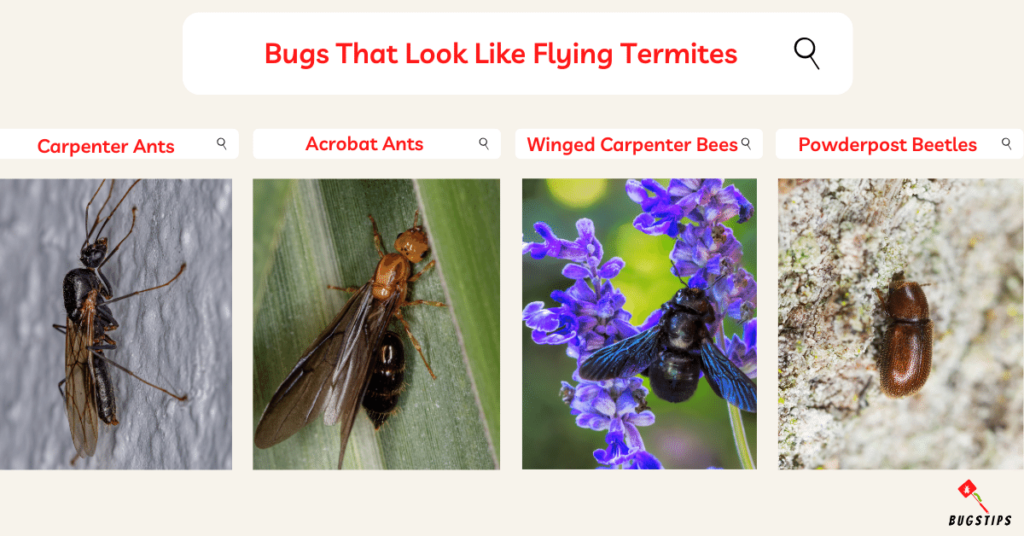 Bugs That Look Like Flying Termites
