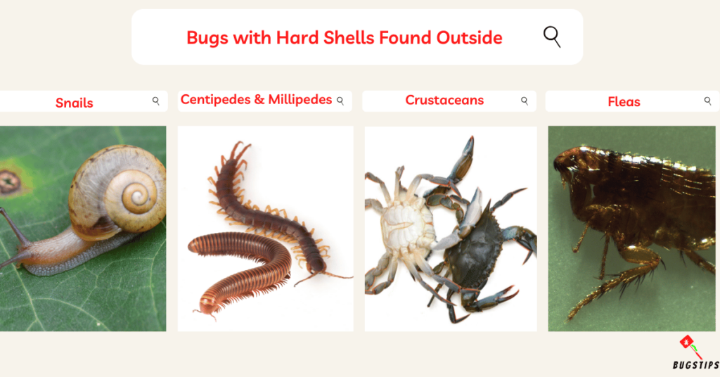 Bugs with Hard Shells Found Outside