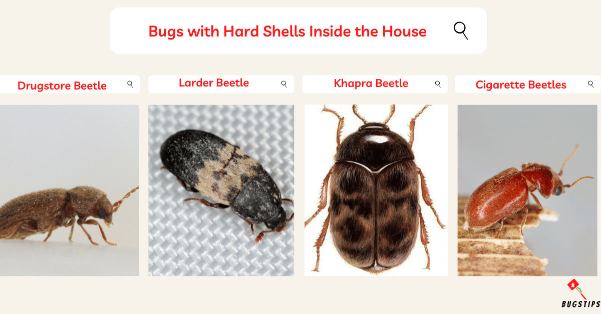 22 Bugs with Hard Shells | Top Tips to Eliminate - BugsTips