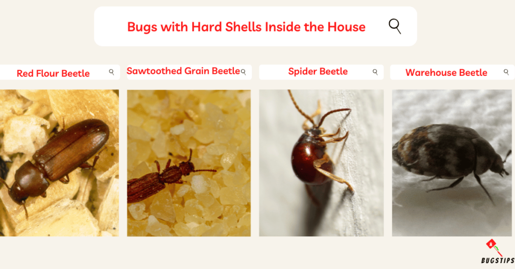 Bugs with Hard shells Inside the House