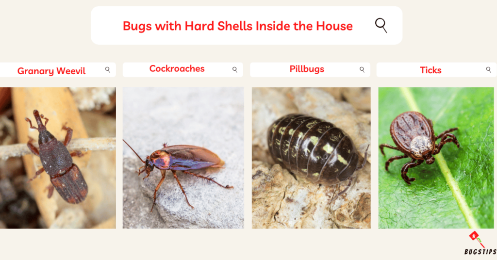Bugs with Hard shells Inside the House