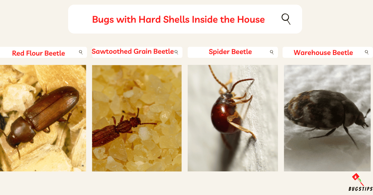 22 Bugs with Hard Shells | Top Tips to Eliminate - BugsTips