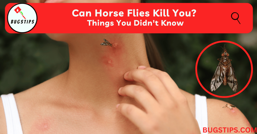 Can Horse Flies Kill You