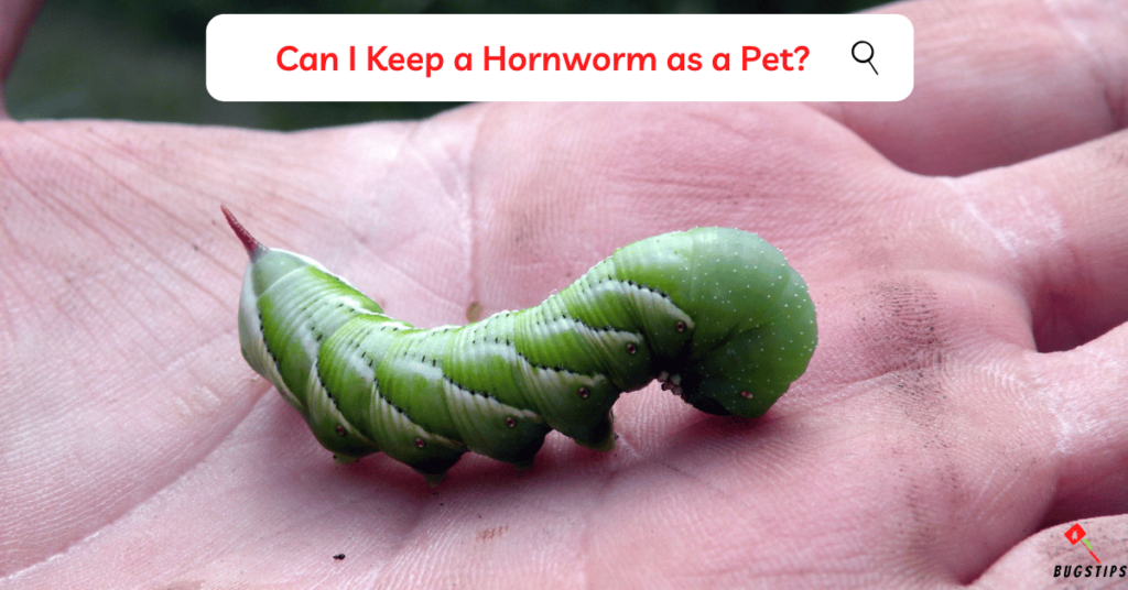 Can I Keep a Hornworm as a Pet?