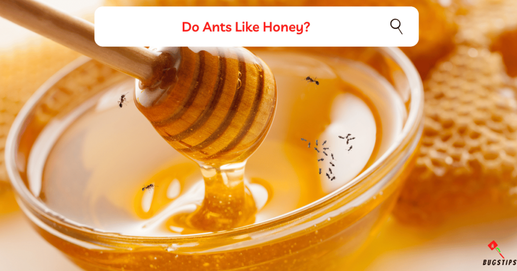 Do Ants Like Honey?