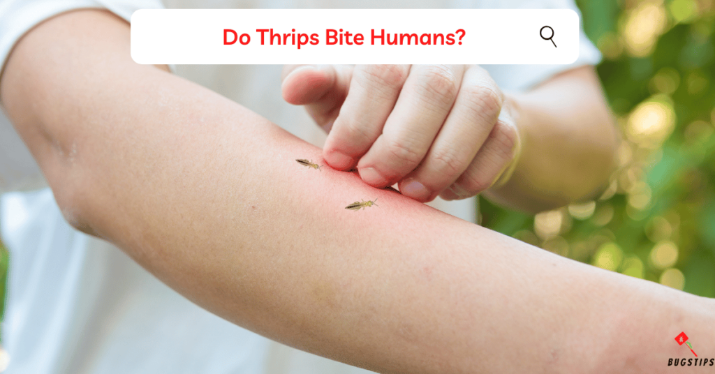 Do Thrips Bite Humans?