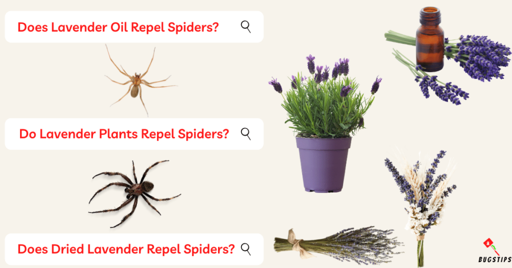 Does Lavender Oil Repel Spiders?