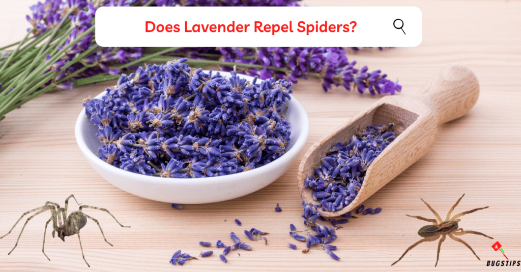 Does Lavender Repel Spiders?