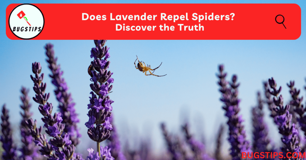 Does Lavender Repel Spiders? Discover the Truth