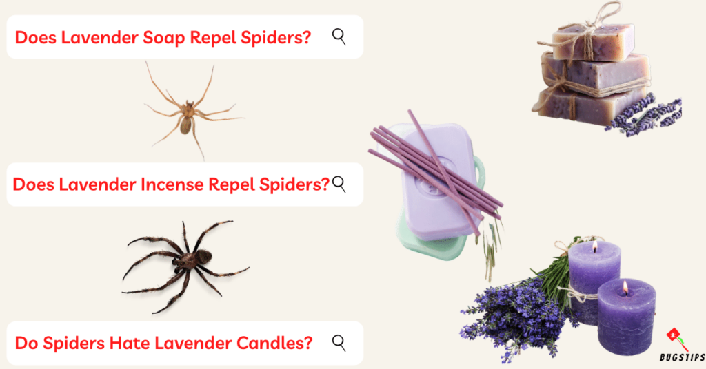 Does Lavender Soap Repel Spiders?  Does Lavender Incense Repel Spiders?  Do Spiders Hate Lavender Candles?