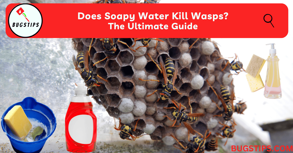 Does Soapy Water Kill Wasps