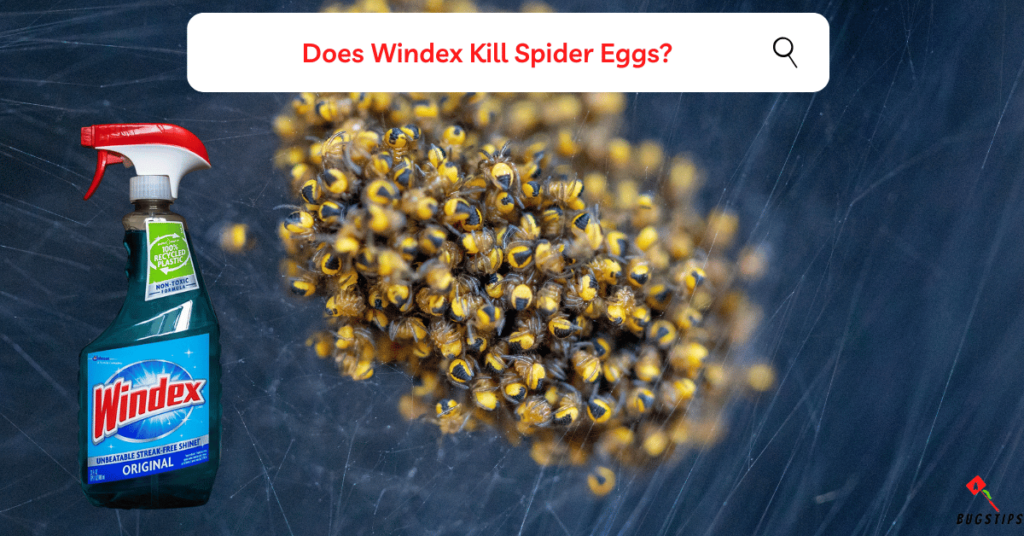 Does Windex Kill Spider Eggs?