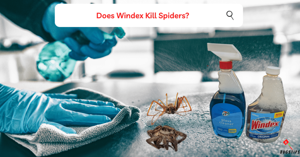 Does Windex Kill Spiders?