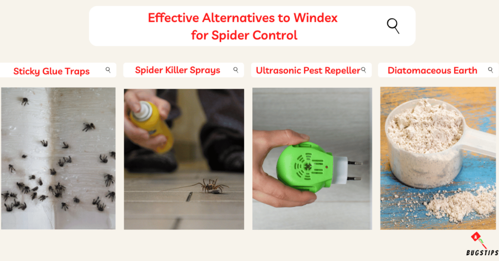 Effective Alternatives to Windex 
for Spider Control