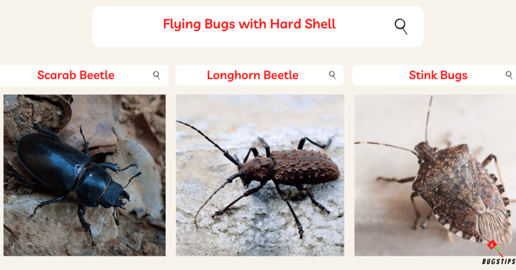 Flying Bugs with Hard Shell