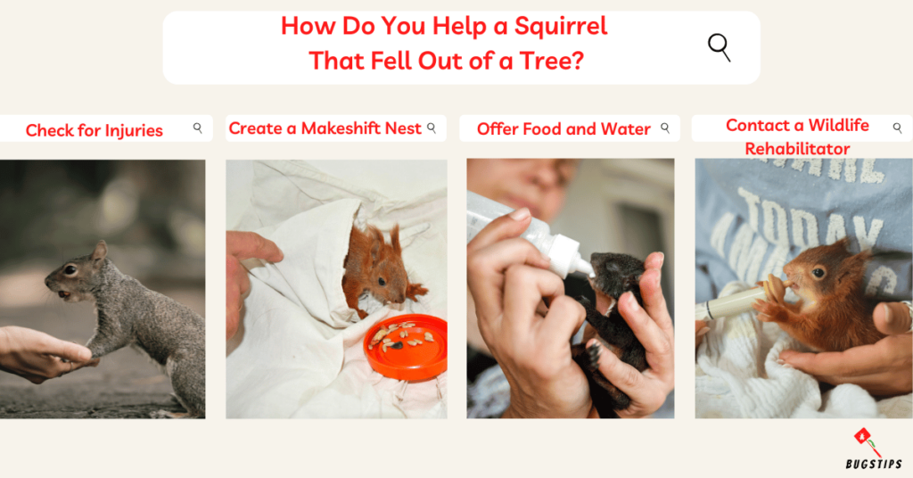 How Do You Help a Squirrel 
That Fell Out of a Tree?