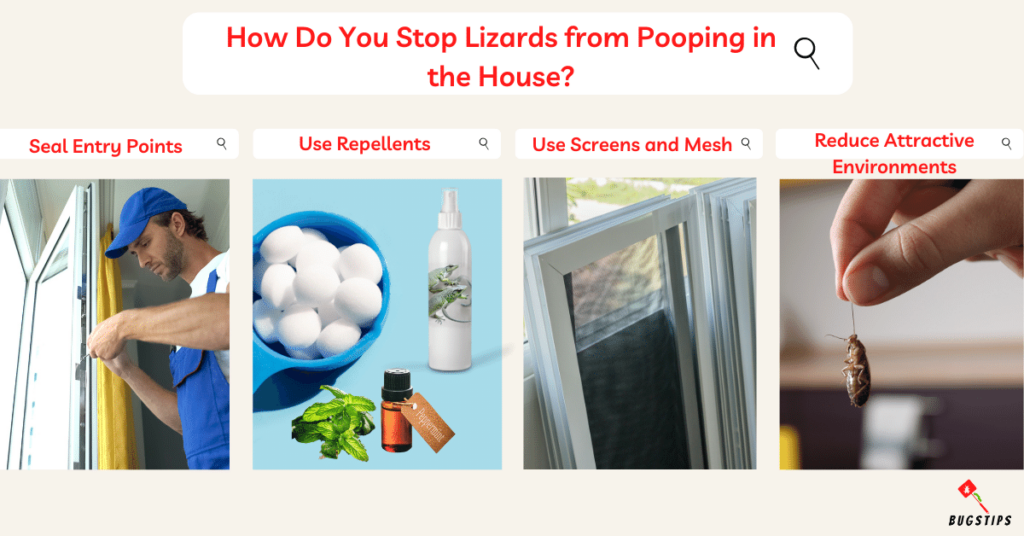 Lizard Poop : How Do You Stop Lizards from Pooping in the House