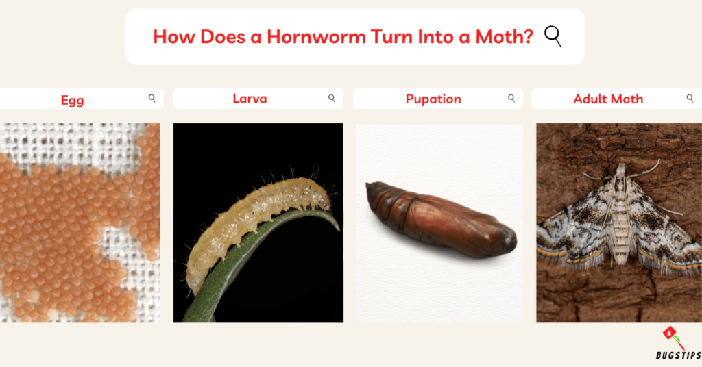 How Does a Hornworm Turn Into a Moth?