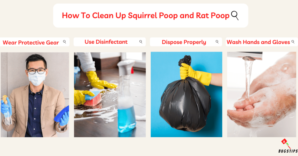 Squirrel Poop vs Rat Poop | How To Clean Up Squirrel Poop and Rat Poop