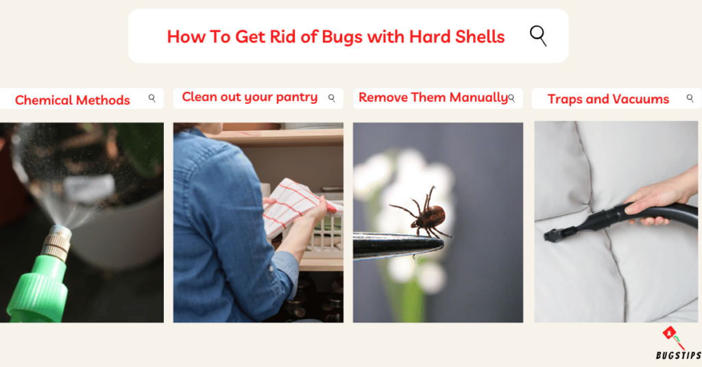 How To Get Rid of Bugs with Hard Shells