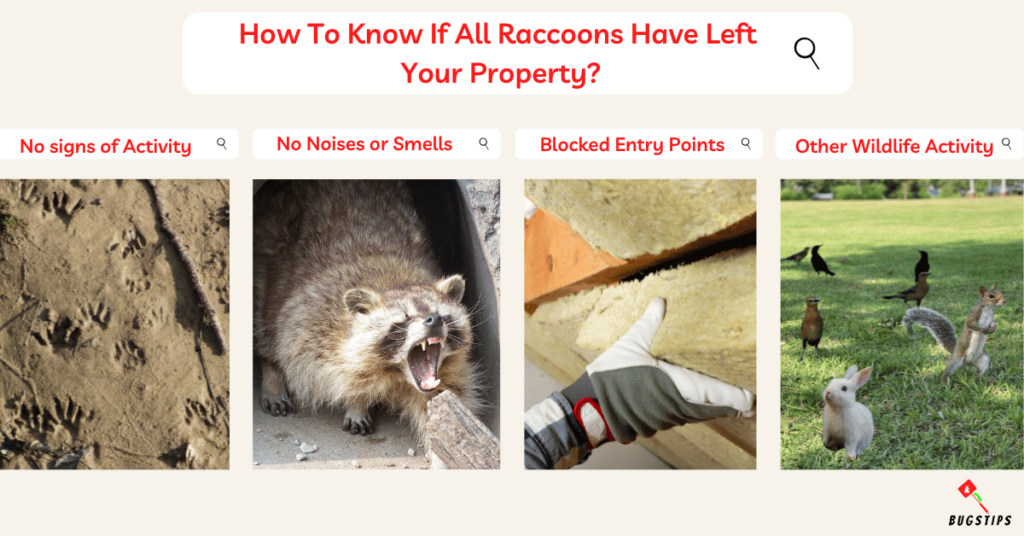 How to Catch a Raccoon Without a Trap?
How To Know If All Raccoons Have Left  Your Property