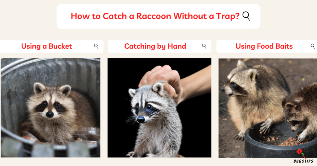 How to Catch a Raccoon Without a Trap